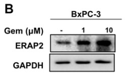The Protein levels of ERAP2.jpg